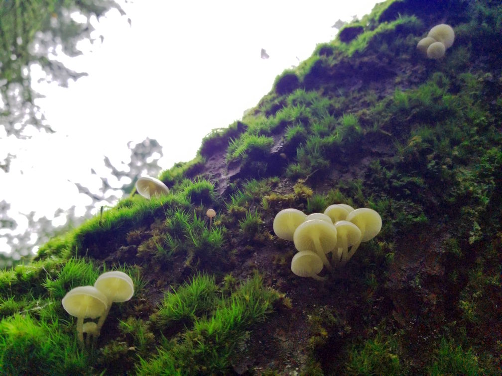 Baby mushrooms growin out of moss